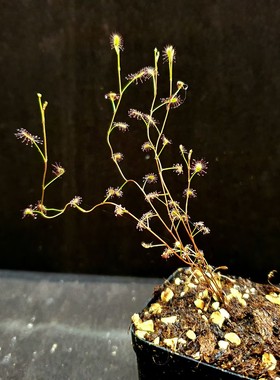 【丰收季】曲干茅膏菜110203   5颗   10.5CM