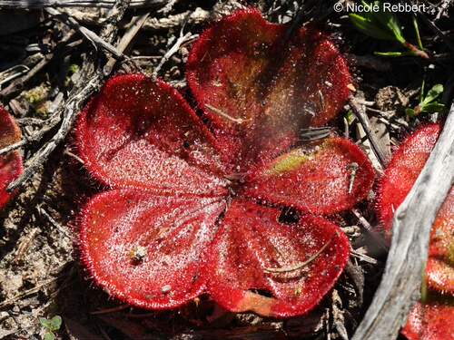 【新品】红墨球根茅膏菜丨D.erythrorhiza From.Allen休眠球一个