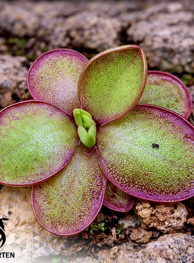 劳厄交白花墨兰捕虫堇P.laueana CP3 x moranensis(white flower)