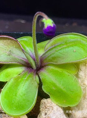 胡墨兰交凹瓣捕虫堇P. moranensis [Juxtlahuaca] × emarginata