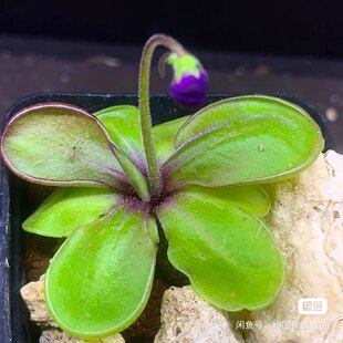 胡墨兰交凹瓣捕虫堇P. moranensis [Juxtlahuaca] × emarginata