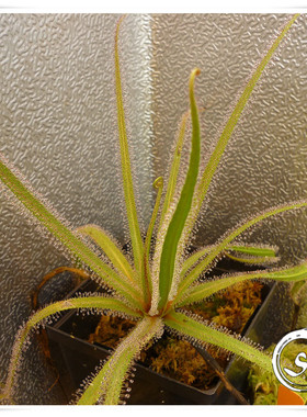 帝王茅膏菜（南非茅）丨 Drosera regia 大型茅（怕热）