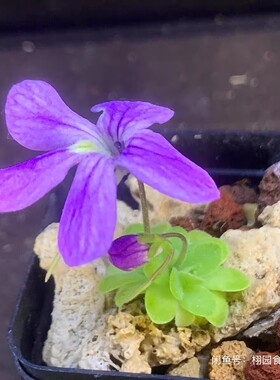 苏米德罗交豪玛维捕虫堇P. Sumidero I × jaumavensis [L90-14]