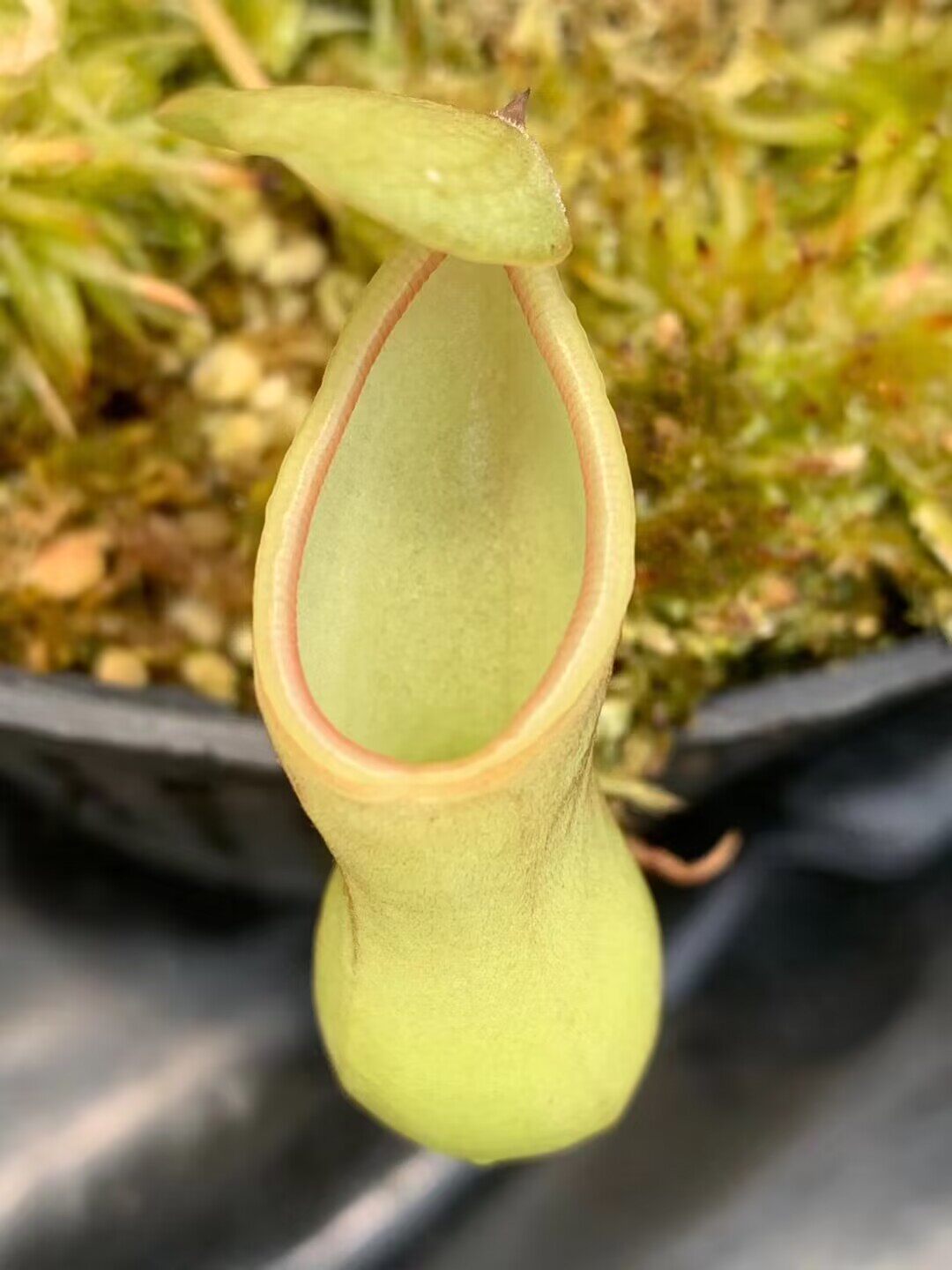 【新品】奶油葫芦x(马兜铃x葫芦 )猪笼草实生苗