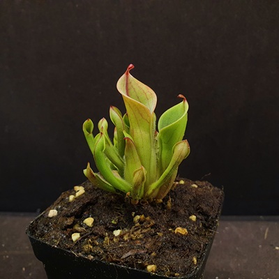 【丰收季】小太阳瓶子草0416     6CM