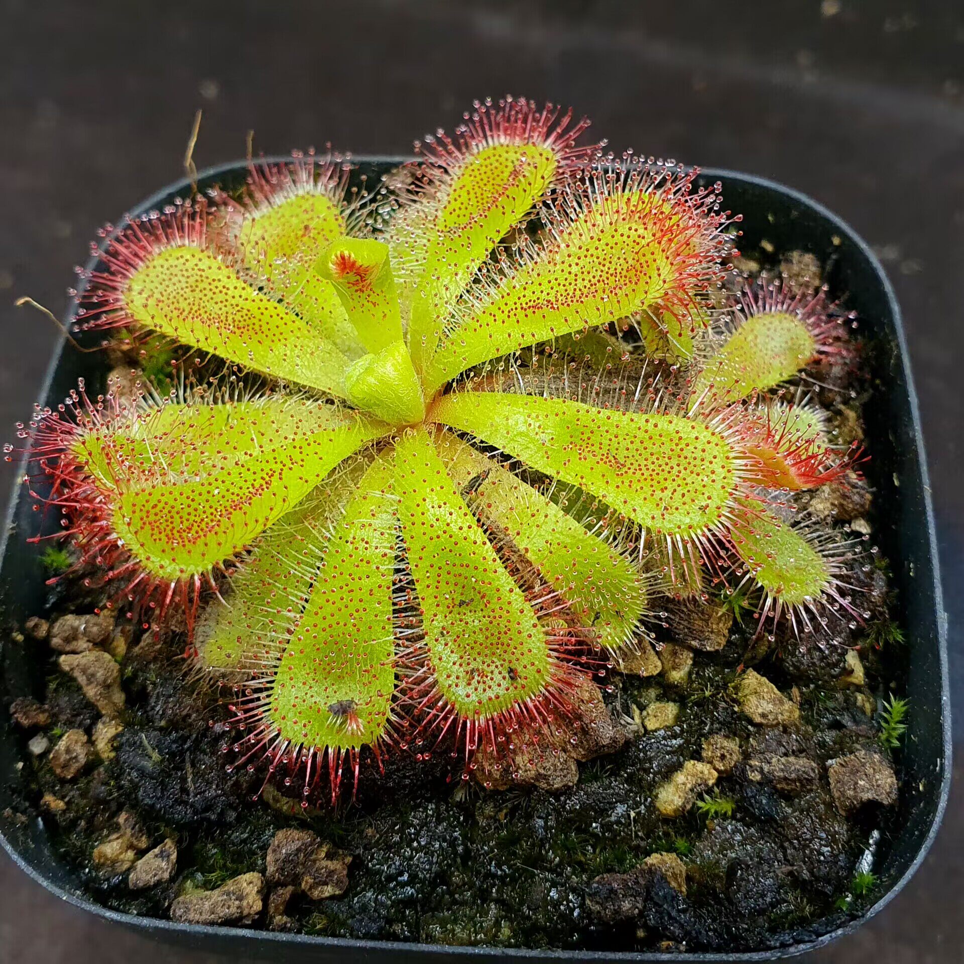 【丰收季】楔形叶茅膏菜0823   5cm带侧芽