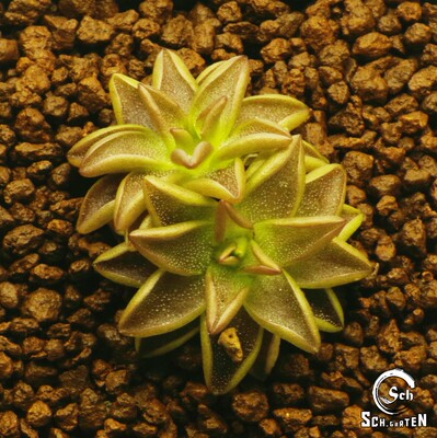 爱兰X完美捕虫堇丨Pinguicula ehlersiae x immaculata