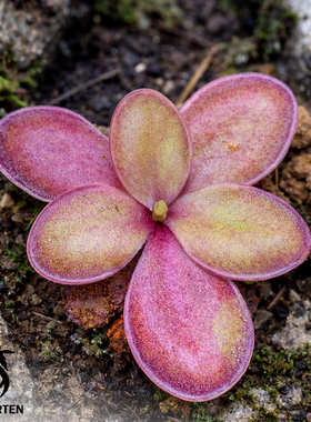 奇奇墨兰交纯真捕虫堇P. moranensis [Chichicastenago]× agnata