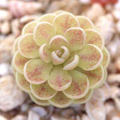 BCP豪玛维捕虫堇pinguicula jaumavensis L90-14 维多利亚产地种