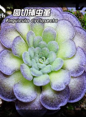 圆切捕虫堇丨Pinguicula  cyclosecta 丨食虫植物