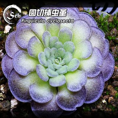 圆切捕虫堇丨Pinguicula  cyclosecta 丨食虫植物