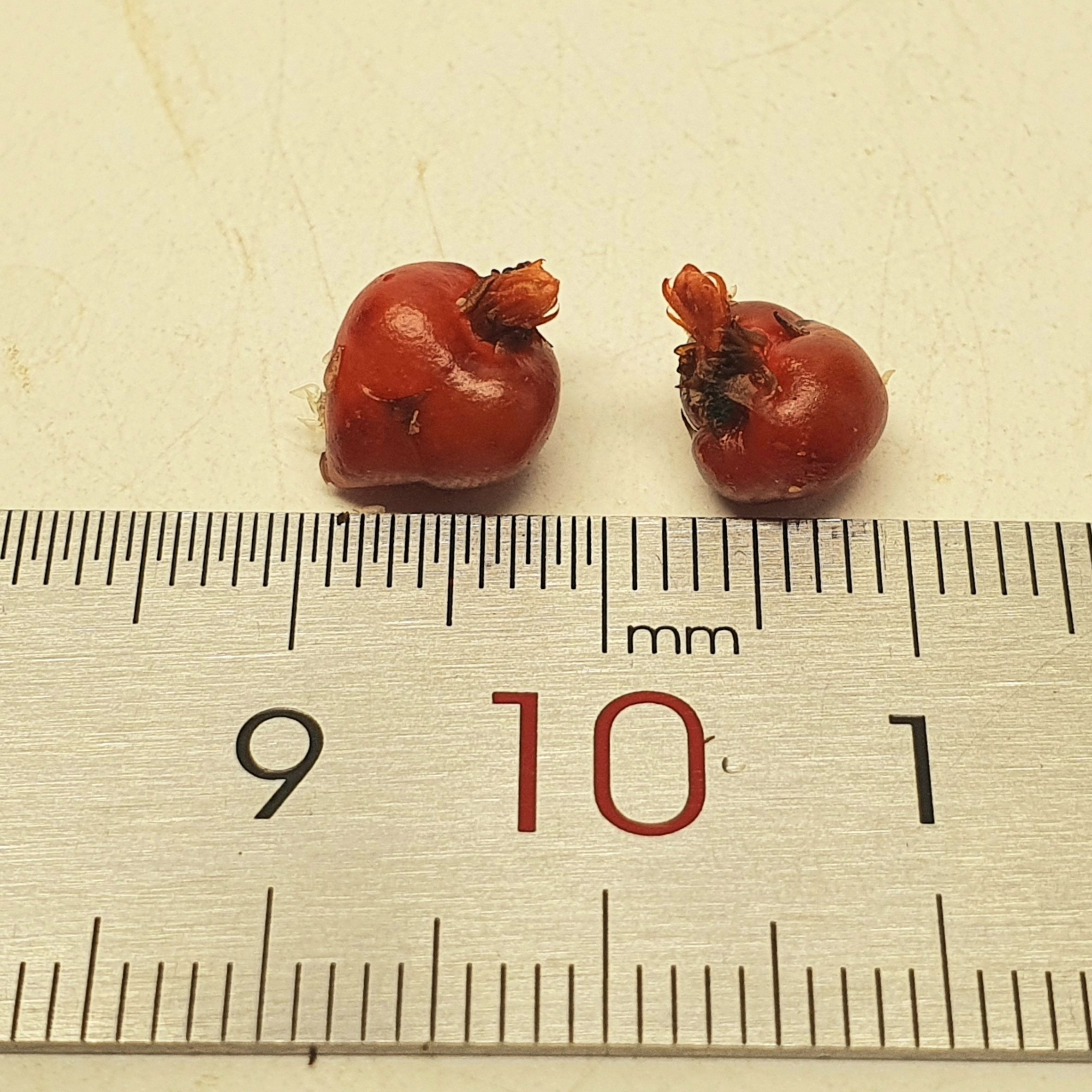 【丰收季】球茎球根茅膏菜0918 两颗,实拍图