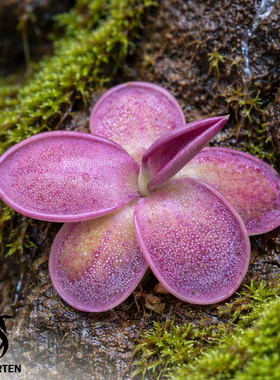 圣骑士墨兰捕虫堇Pinguicula moranensis 