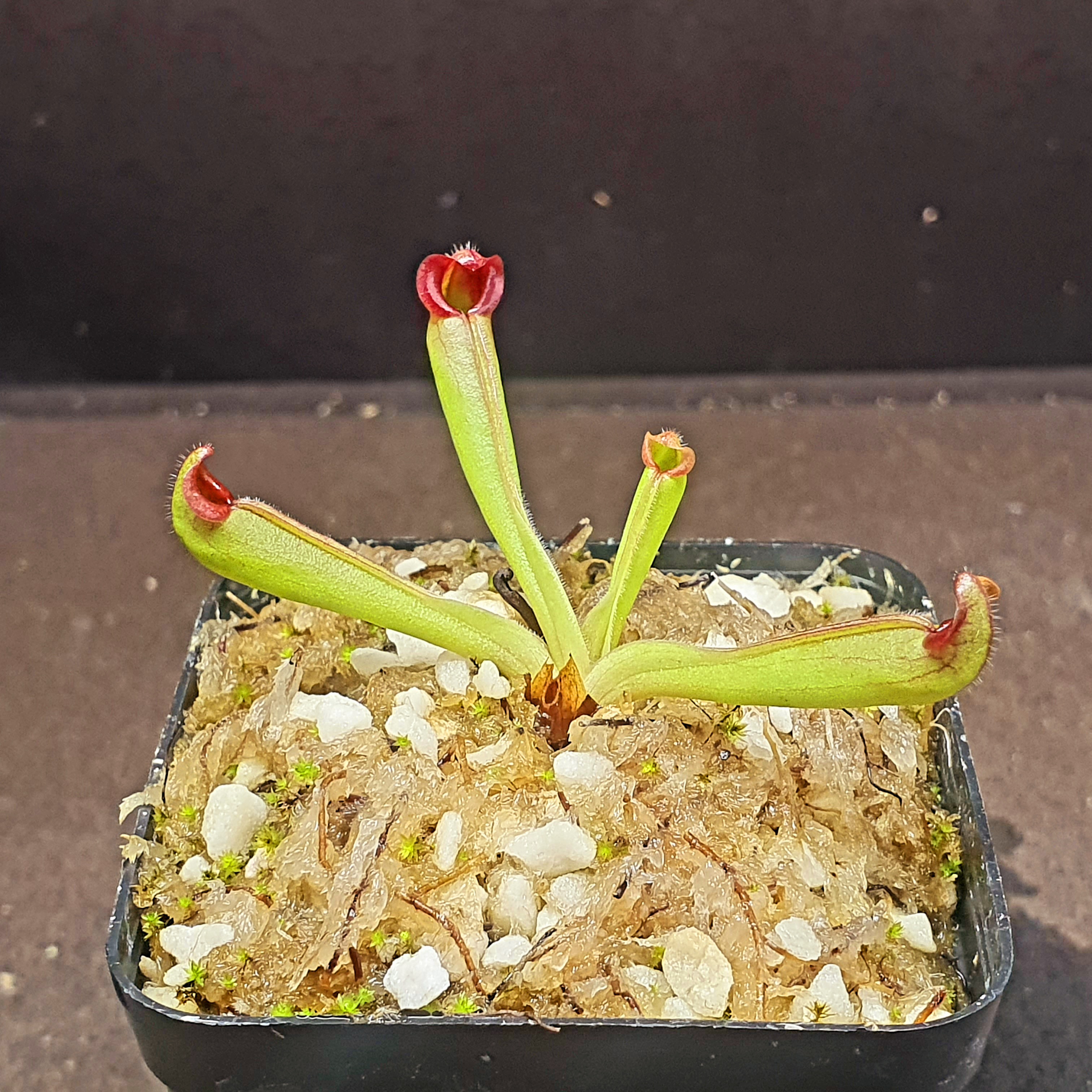 【丰收季】延长太阳瓶子草1011， 5.5cm