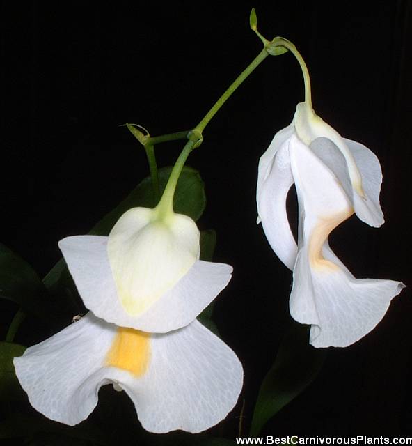 【清凉一夏】高山狸藻丨U.alpina