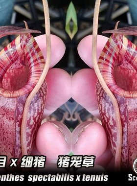 【新品】显目X细猪笼草丨N. spectabilis X tenuis丨小笼花唇