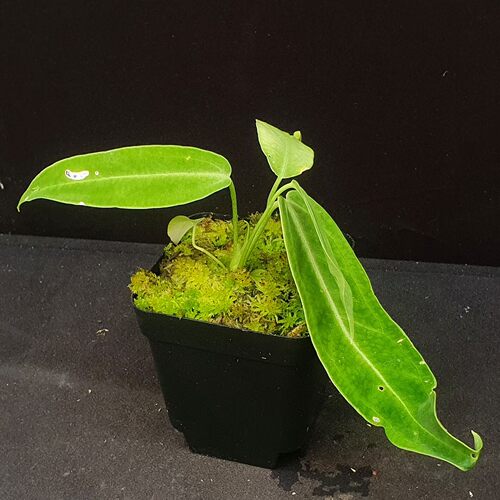 【丰收季】火鹤后花烛0817   微瑕   直径 17CM
