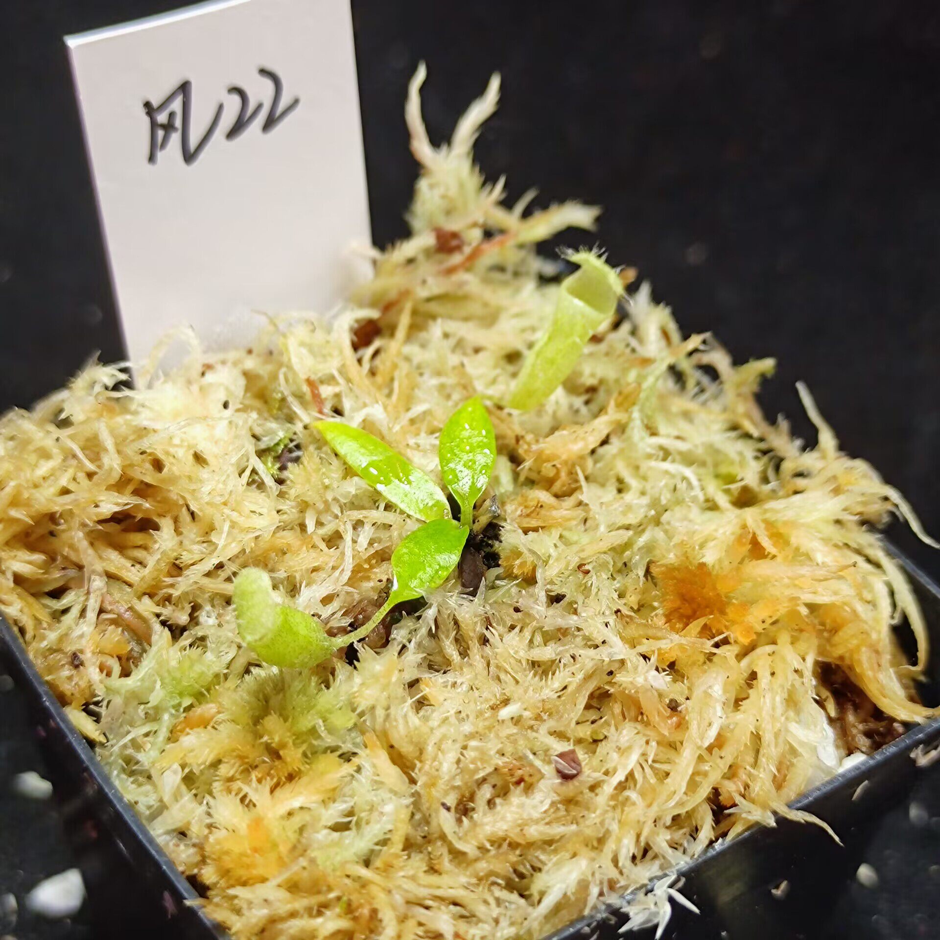 【丰收季】风铃猪笼草22号  3.5 cm