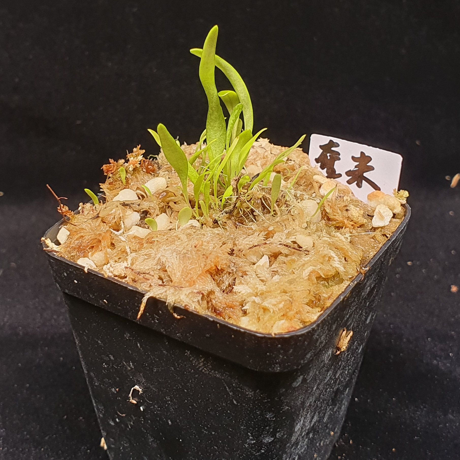 【春季奇遇】奎尔奇×未及狸藻0312,盆5.5×5.5CM,状态佳1-4CM