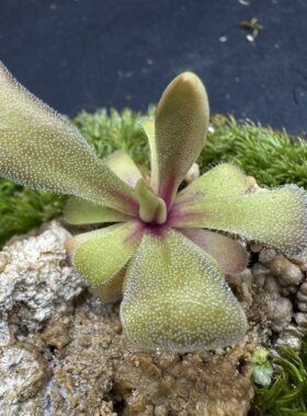 【新品】疏叶捕虫堇丨Pinguicula laxifolia