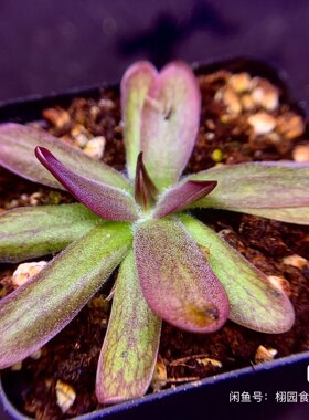 绯红刺客捕虫堇丨Pinguicula