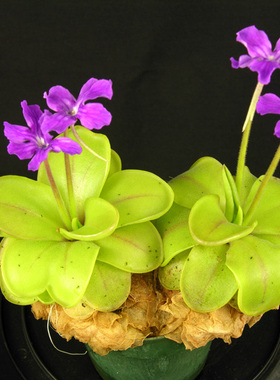 【新品】沙迦捕虫堇Pinguicula  zecheri ex.BCP