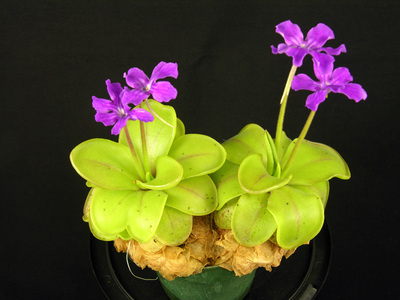 【新品】沙迦捕虫堇Pinguicula  zecheri ex.BCP
