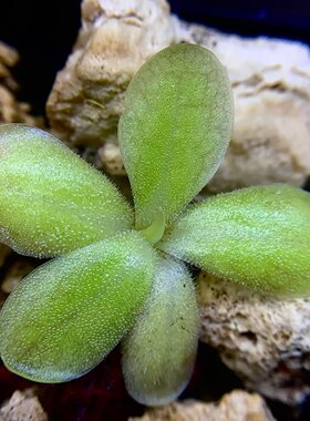 苏米德罗交立叶捕虫堇Pinguicula Sumidero I × rectifolia-SCH