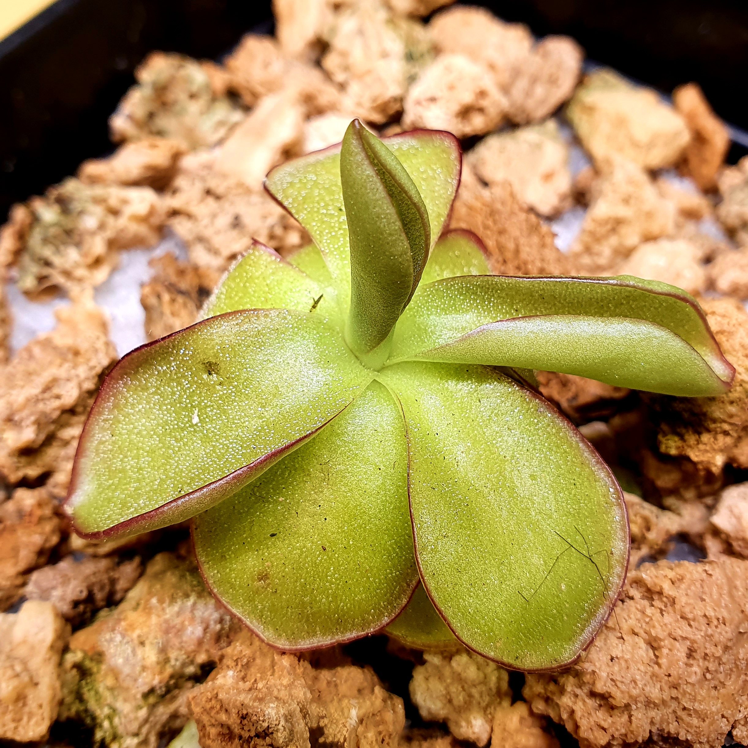 【春季奇遇】伊巴拉捕虫堇0313,5.3CM