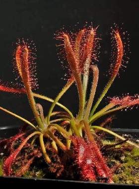 【新品】长毛茅膏菜丨Drosera villosa丨南美长毛六兄弟之一