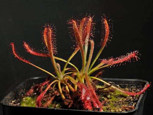 【新品】长毛茅膏菜丨Drosera villosa丨南美长毛六兄弟之一