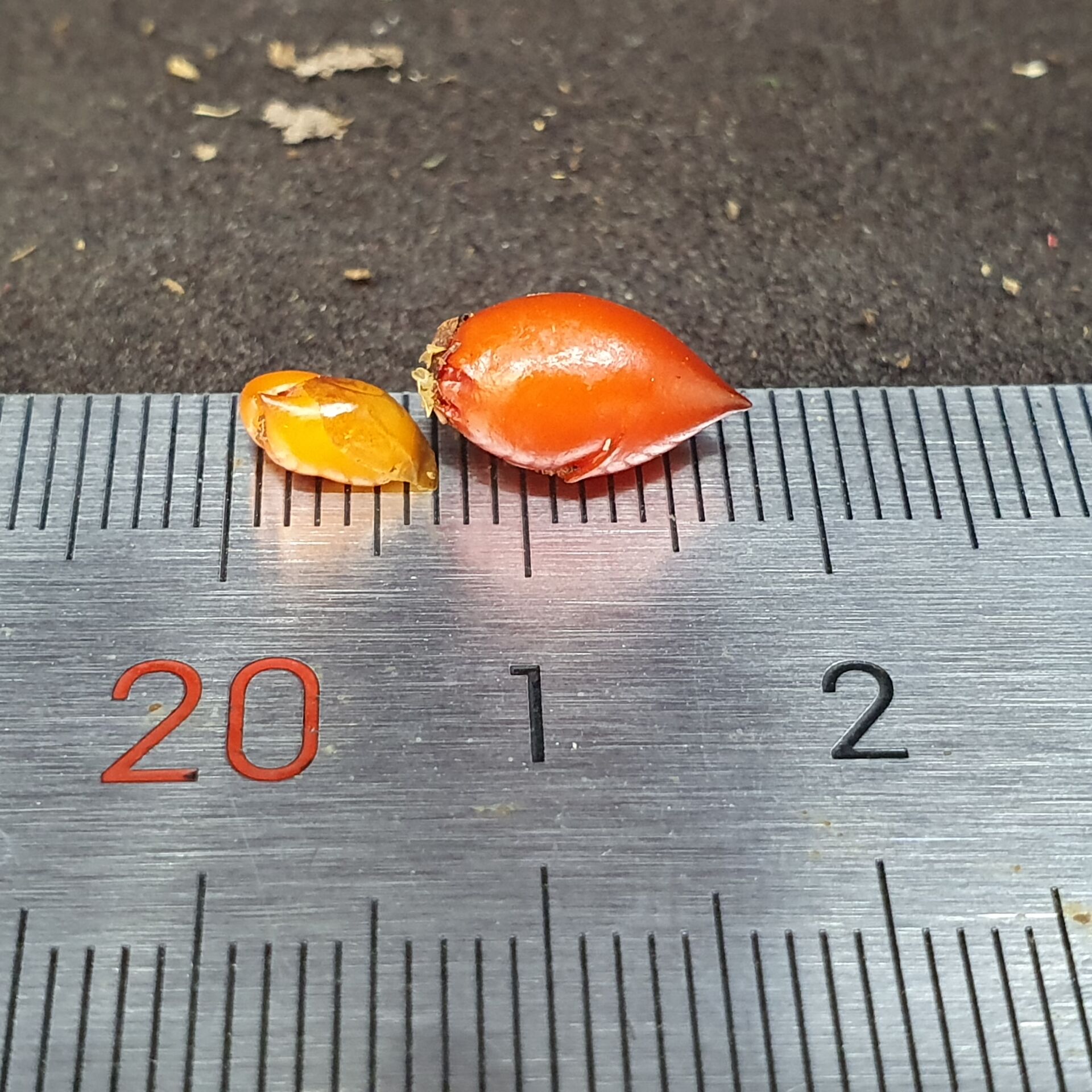 【丰收季】混合球茎茅膏菜1号 休眠茎