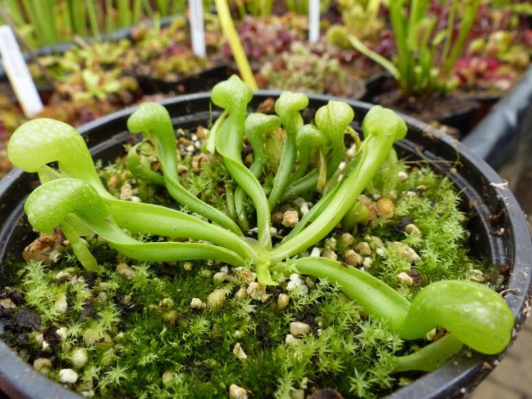 【新品】奥赛罗眼镜蛇瓶子草丨Darlingtonia 'Othello'丨食虫植物