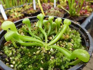 【新品】奥赛罗眼镜蛇瓶子草丨Darlingtonia 'Othello'丨食虫植物