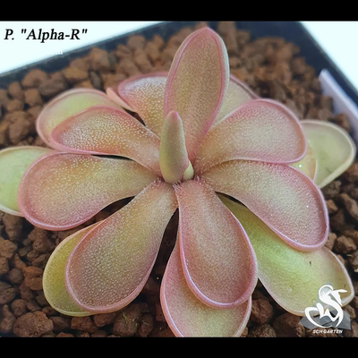 一物一拍阿尔法捕虫堇实生苗培育