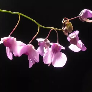 荷叶狸藻丨 Utricularia nelumbifolia