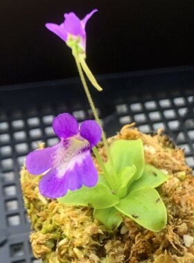 【新品】德托萨捕虫堇丨Pinguicula dertosensis丨温带堇