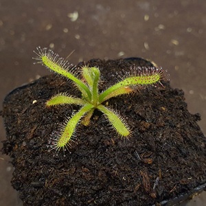 【丰收季】长毛茅膏菜0416    3.5CM