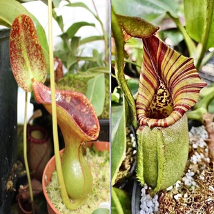 【新品】劳氏X花唇个体（ 罗伯坎特利x维奇）猪笼草