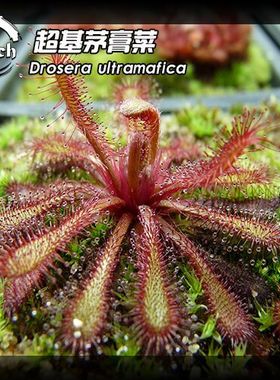 【回归】新品-超基茅膏菜 Drosera ultramafica 很稀有海拔3000m