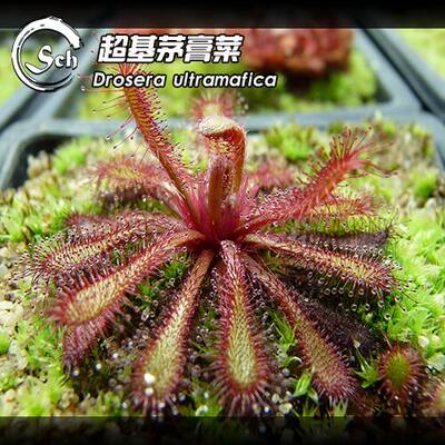 【回归】新品-超基茅膏菜 Drosera ultramafica 很稀有海拔3000m