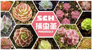 品种尺寸数量随机 捕虫堇盲盒福袋活动 清凉一夏