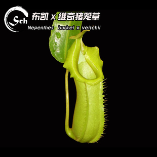 Nepenthes burkei x veitchii丨布凯交维奇猪笼草（BE-3934）