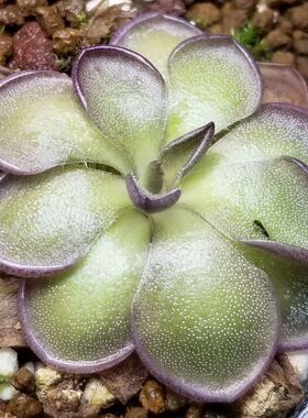 【新品】墨脱捕虫堇丨Pinguicula “SCH Metok”丨栩园培育