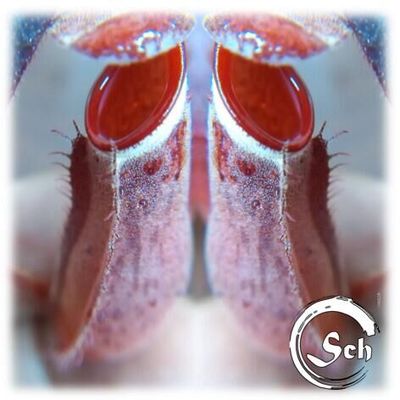 Nepenthes albomarginata 丨红白环猪笼草【包邮】