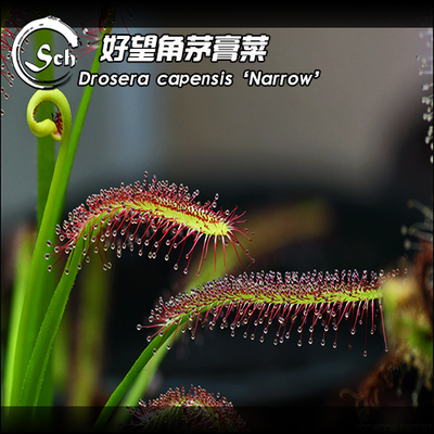 droseracapensis茅膏菜特价植物