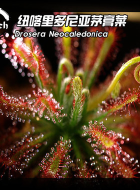 Drosera Neocaledonica丨纽喀里多尼亚茅膏菜丨食虫植物