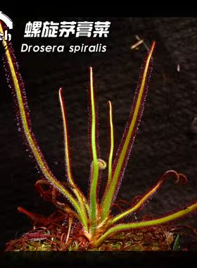 螺旋茅膏菜丨Drosera spiralis南美高地茅丨食虫植物