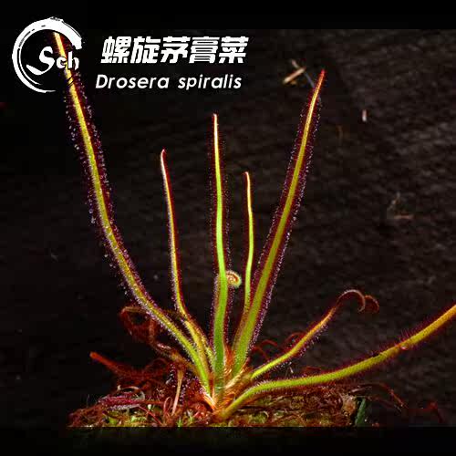 drosera数量有限食虫植物茅膏菜