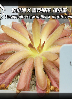 纤墨捕虫堇丨Pinguicula x(gracilis x moctezumae)丨食虫植物